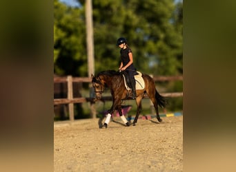 Poni alemán, Caballo castrado, 3 años, 149 cm, Buckskin/Bayo