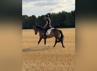Poni alemán, Caballo castrado, 3 años, 149 cm, Buckskin/Bayo