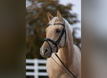 Poni alemán, Caballo castrado, 3 años, 149 cm, Palomino