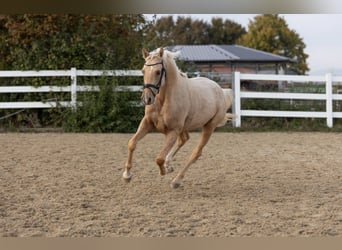 Poni alemán, Caballo castrado, 3 años, 149 cm, Palomino