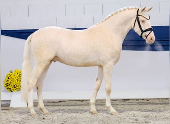 Poni alemán, Caballo castrado, 3 años, 149 cm, Perlino