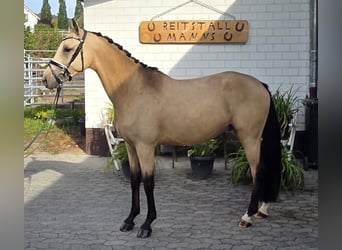 Poni alemán, Caballo castrado, 3 años, 150 cm, Buckskin/Bayo