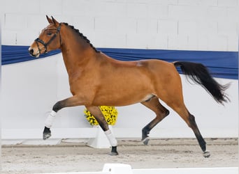 Poni alemán, Caballo castrado, 3 años, 150 cm, Castaño