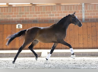 Poni alemán, Caballo castrado, 3 años, 150 cm, Castaño oscuro