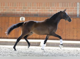 Poni alemán, Caballo castrado, 3 años, 150 cm, Castaño oscuro