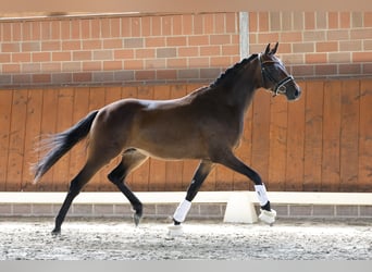 Poni alemán, Caballo castrado, 3 años, 150 cm, Castaño oscuro