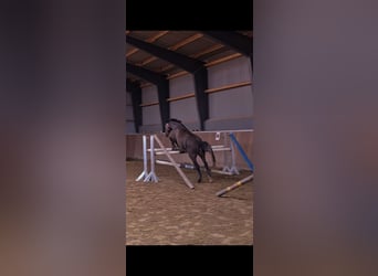 Poni alemán, Caballo castrado, 3 años, 150 cm, Musgo