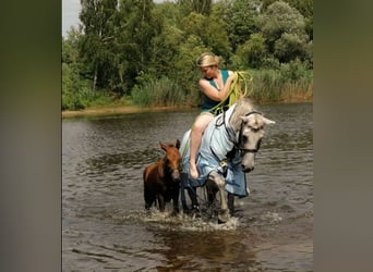 Poni alemán, Caballo castrado, 3 años, 150 cm, Musgo