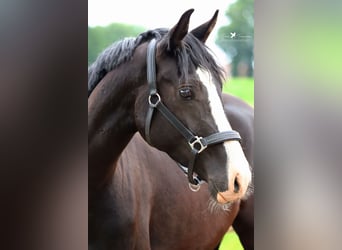 Poni alemán, Caballo castrado, 3 años, 150 cm, Negro