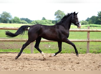 Poni alemán, Caballo castrado, 3 años, 150 cm, Negro