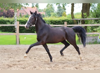 Poni alemán, Caballo castrado, 3 años, 150 cm, Negro