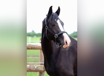 Poni alemán, Caballo castrado, 3 años, 150 cm, Negro