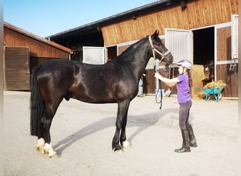 Poni alemán, Caballo castrado, 3 años, 150 cm, Negro