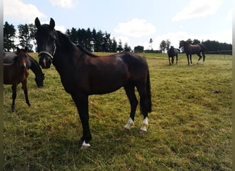 Poni alemán, Caballo castrado, 3 años, 150 cm, Negro