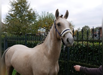 Poni alemán, Caballo castrado, 3 años, 151 cm