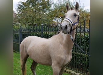 Poni alemán, Caballo castrado, 3 años, 151 cm