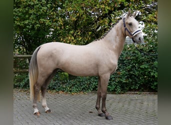 Poni alemán, Caballo castrado, 3 años, 151 cm