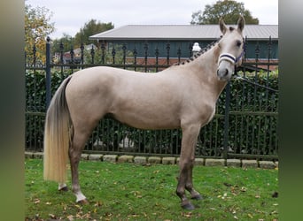 Poni alemán, Caballo castrado, 3 años, 151 cm