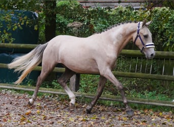 Poni alemán, Caballo castrado, 3 años, 151 cm