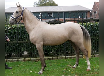 Poni alemán, Caballo castrado, 3 años, 151 cm