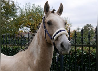 Poni alemán, Caballo castrado, 3 años, 151 cm