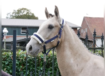 Poni alemán, Caballo castrado, 3 años, 151 cm