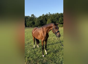 Poni alemán, Caballo castrado, 3 años, 151 cm, Castaño