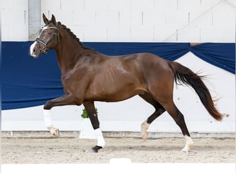 Poni alemán, Caballo castrado, 3 años, 152 cm, Bayo