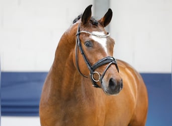 Poni alemán, Caballo castrado, 3 años, 152 cm, Castaño