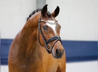 Poni alemán, Caballo castrado, 3 años, 152 cm, Castaño