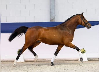 Poni alemán, Caballo castrado, 3 años, 152 cm, Castaño