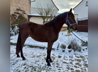 Poni alemán, Caballo castrado, 3 años, 152 cm, Castaño