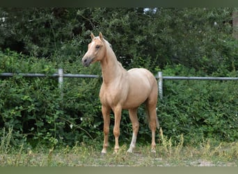 Poni alemán, Caballo castrado, 3 años, 152 cm, Palomino