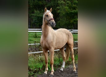 Poni alemán, Caballo castrado, 3 años, 152 cm, Palomino