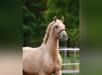 Poni alemán, Caballo castrado, 3 años, 152 cm, Palomino