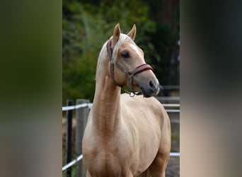 Poni alemán, Caballo castrado, 3 años, 152 cm, Palomino