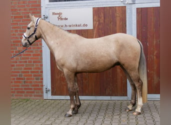 Poni alemán, Caballo castrado, 3 años, 152 cm, Palomino