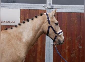 Poni alemán, Caballo castrado, 3 años, 152 cm, Palomino