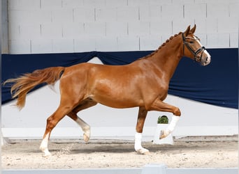 Poni alemán, Caballo castrado, 3 años, 153 cm, Alazán