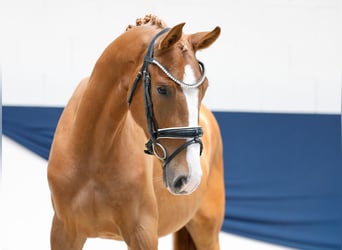 Poni alemán, Caballo castrado, 3 años, 153 cm, Alazán