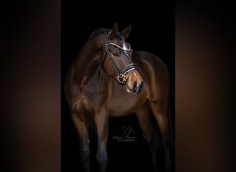 Poni alemán, Caballo castrado, 3 años, 153 cm, Castaño oscuro