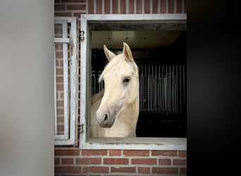 Poni alemán, Caballo castrado, 3 años, 153 cm, Palomino