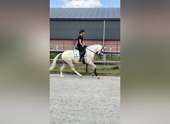 Poni alemán, Caballo castrado, 3 años, 153 cm, Palomino