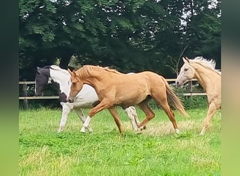 Poni alemán, Caballo castrado, 3 años, 154 cm, Bayo