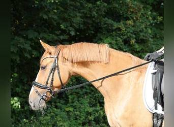 Poni alemán, Caballo castrado, 3 años, 154 cm, Bayo