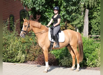 Poni alemán, Caballo castrado, 3 años, 154 cm, Bayo