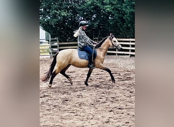 Poni alemán, Caballo castrado, 3 años, 154 cm, Buckskin/Bayo