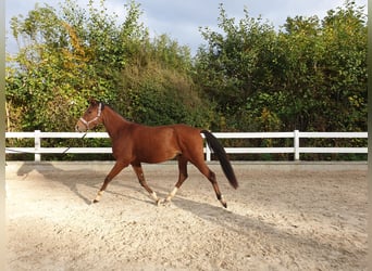 Poni alemán, Caballo castrado, 3 años, 154 cm, Castaño
