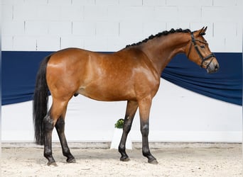 Poni alemán, Caballo castrado, 3 años, 154 cm, Castaño
