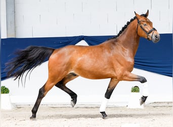 Poni alemán, Caballo castrado, 3 años, 154 cm, Castaño